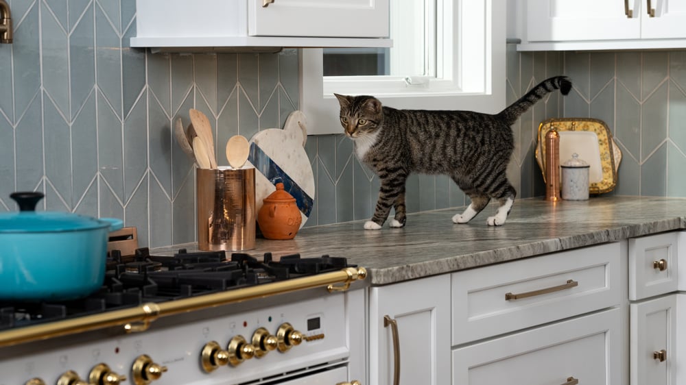 A gray and cat with black stripes and white paws, walks across a kitchen counter top towards the gas stove.