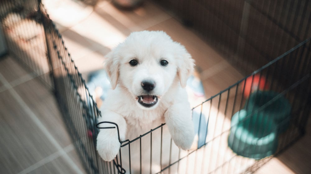 White puppy smiling, looking directly at the camera, standing on their hind legs while leaning on an open crate.