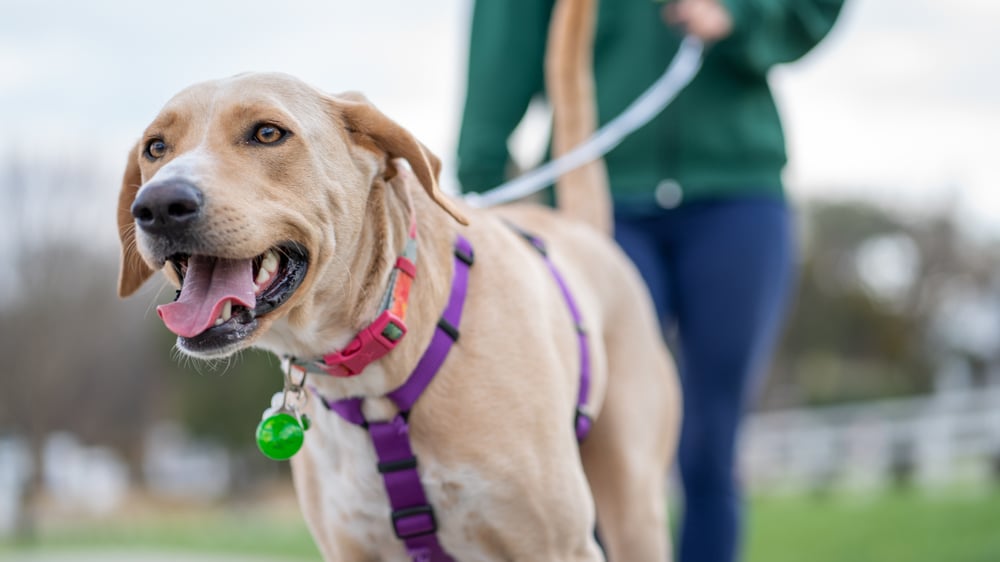 Light tan dog, wearing a pink collar and purple harness, is being walked by their owner. 