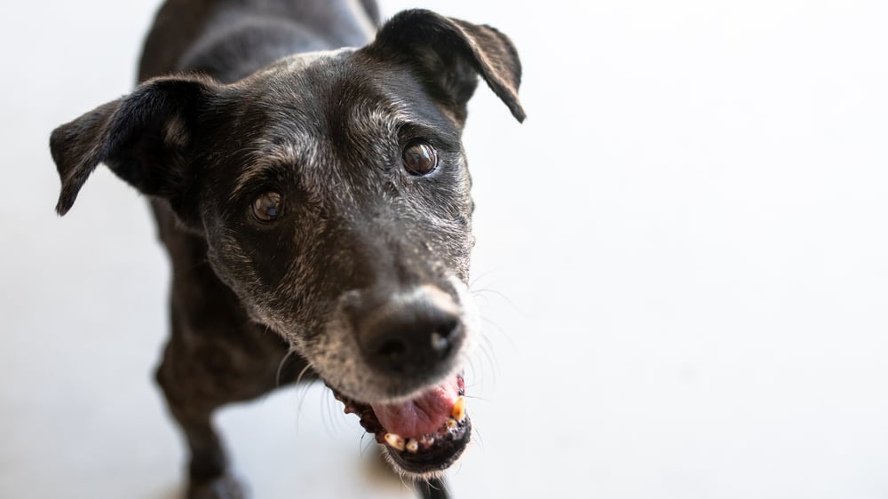 A black and grey senior dog, with it's mouth open, is looking up into the camera.