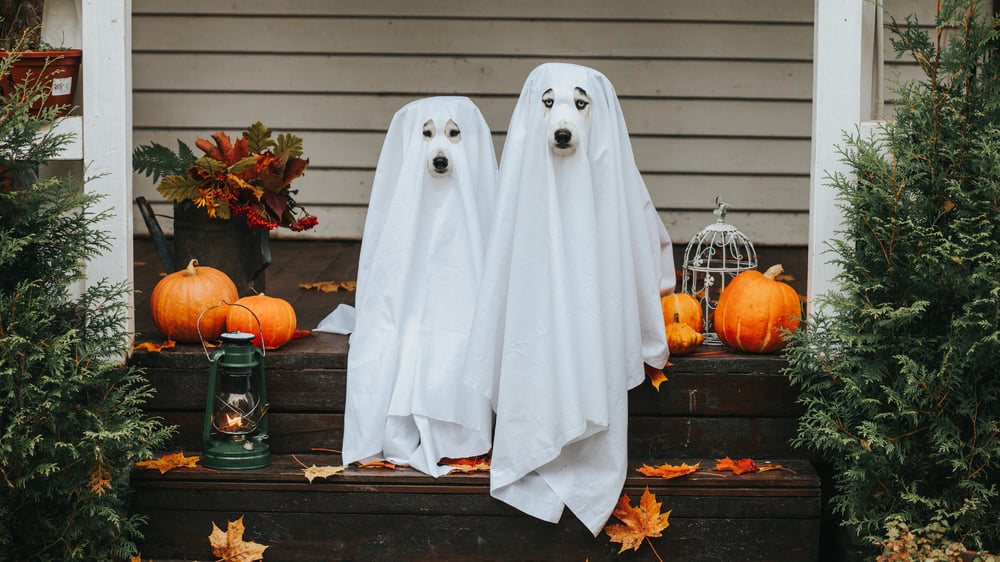 2 dogs sitting on their front porch dressed up like ghosts for Halloween.