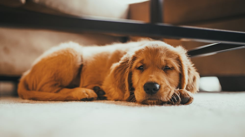 A young, golden retriever puppy, is sleeping on the floor with his head on his front paws.