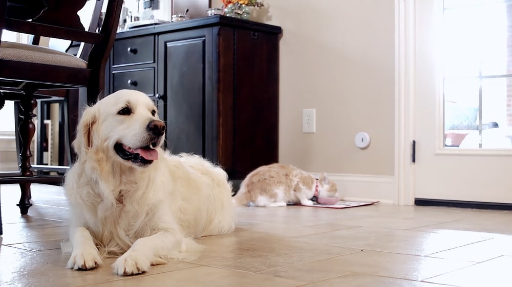 A golden retriever is laying on the floor, with his back to a cat, who eating cat food. An Invisible Fence Brand Indoor Shield is attached to the wall next to the cat. 