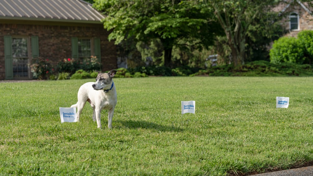 Terrier stands at Invisible Fence Boundary with white and blue flags