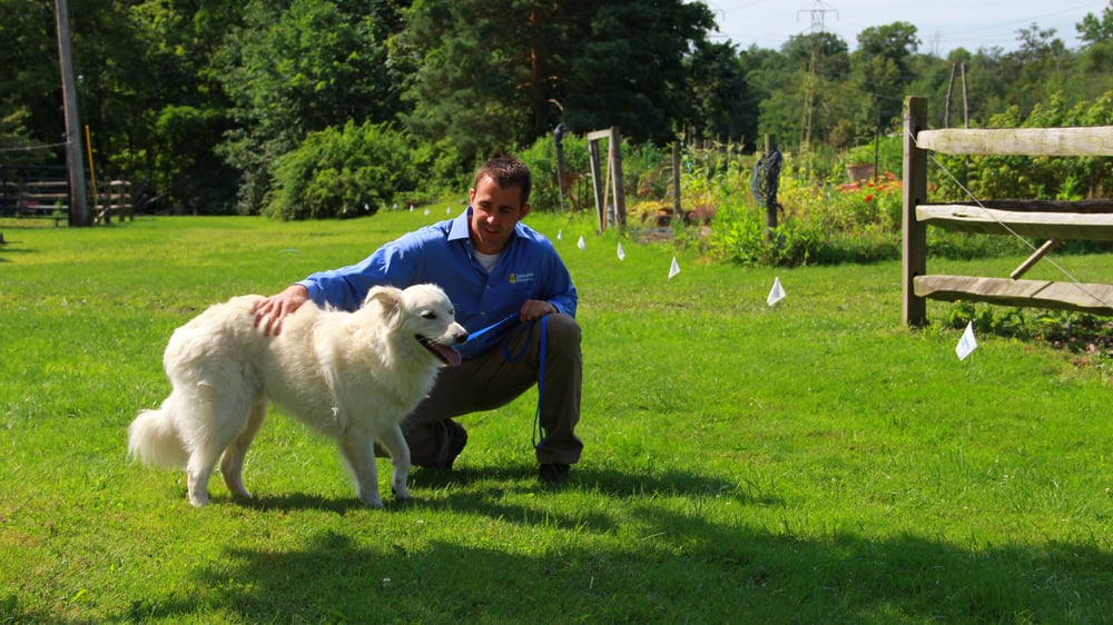 Invisible Fence trainer works with white dog on a farm