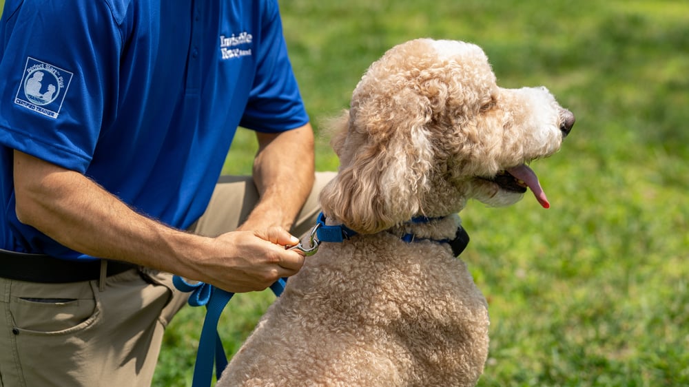 Trainer working with and goldendoodle on an invisible fence