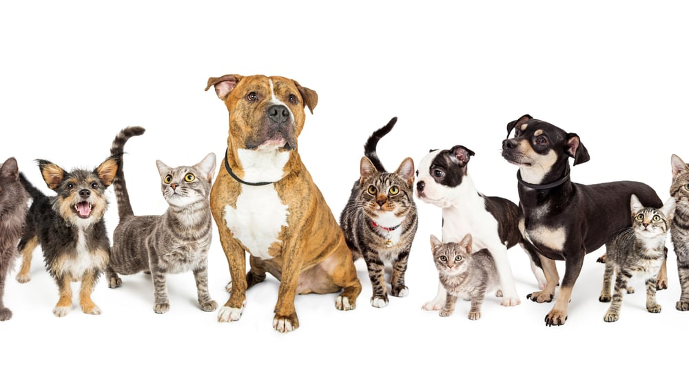 Dogs and cats of various breeds and sizes lined up 