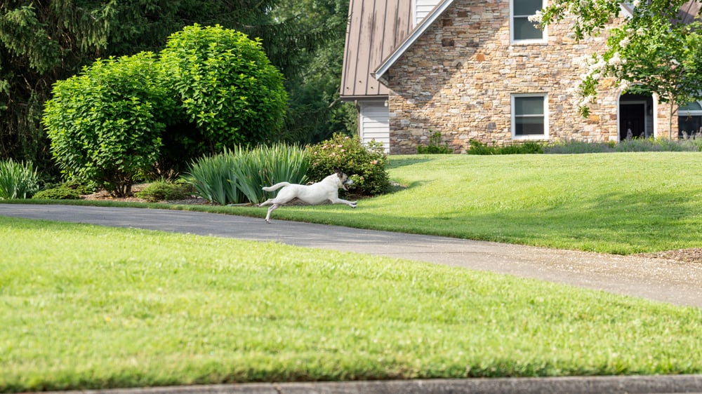 Small terrier mix runs across driveway
