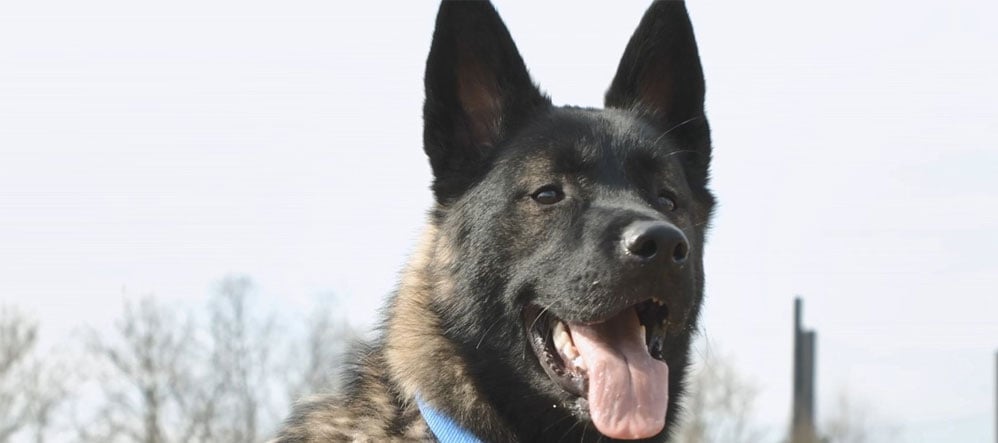 Considering an electric pet fence? Read this Invisible Fence® Brand Customer Review to learn how to train a German Shepherd to use Invisible Fence.