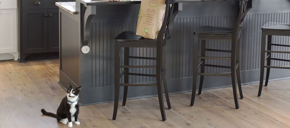Owners Keep Cat Off the Counter
