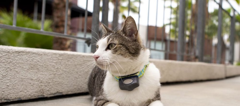 Invisible Fence® Brand outdoor fences for cats