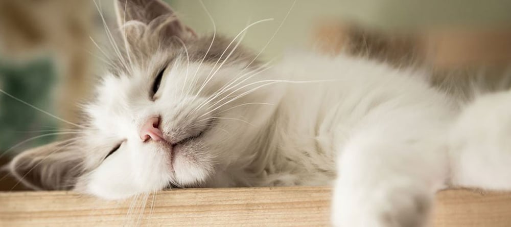 Cat sleeping inside of home after being adopted