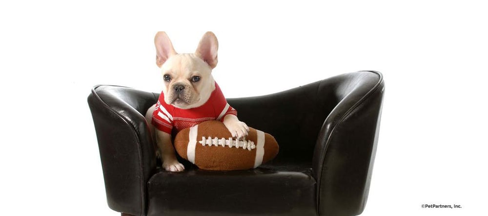 Pet is ready for a day of football watching with Invisible Fence® Brand