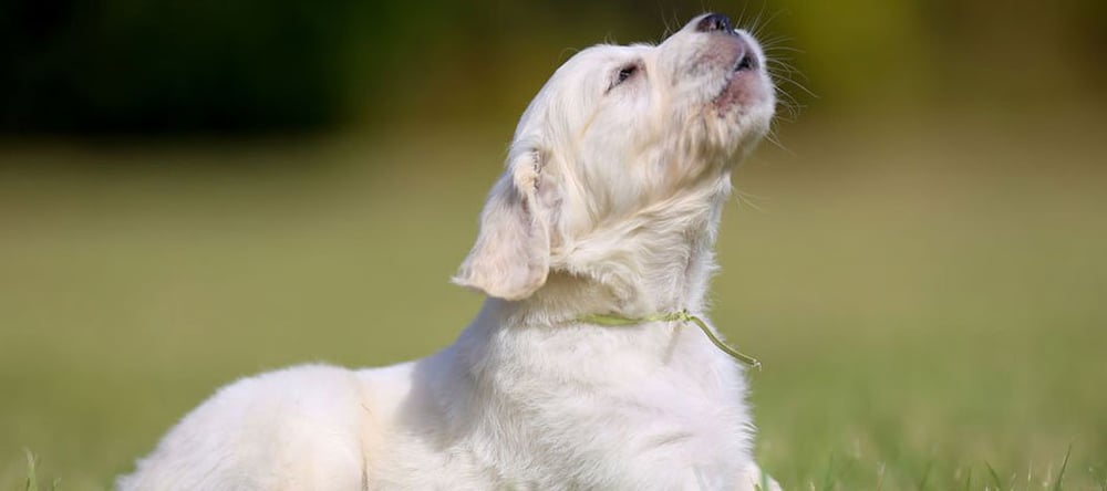 dog howling in yard outside