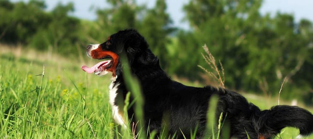 Dog Out of the Mud with Stick in Mouth