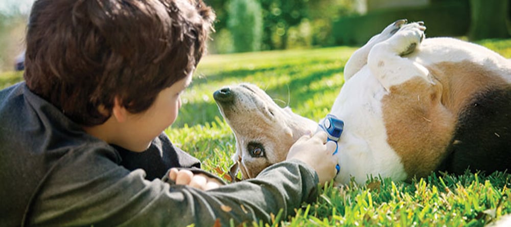 Invisible Fence® Brand Celebrates 35 Years