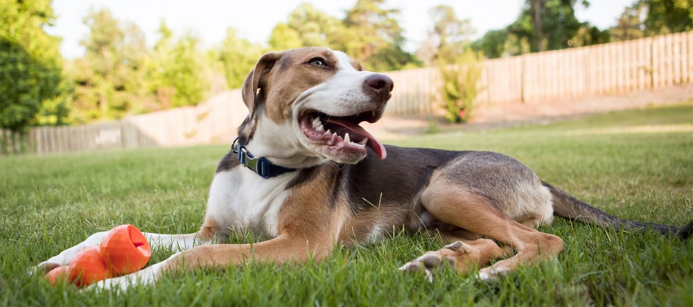 Does your dog jump the fence? Invisible Fence® Brand has tips on how to keep your dog from jumping your fence and prevent your pet from escaping the yard.