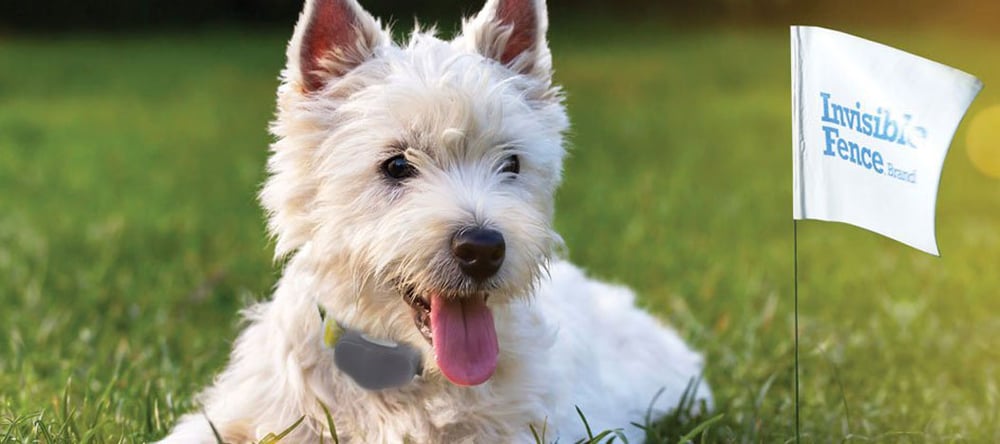 White terrier safely enjoying his yard with Invisible Fence Brand's underground dog fence.