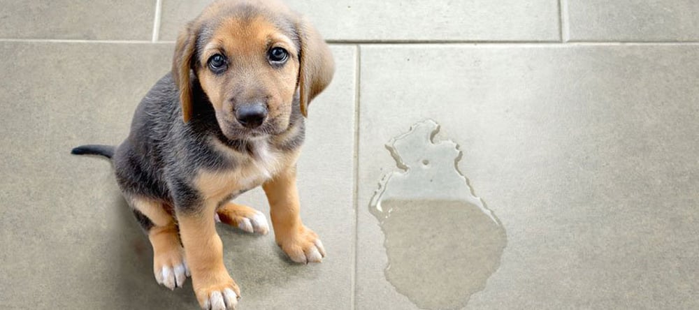 Potty training your dog is a challenge for many pet parents. Check out Invisible Fence® Brand's tips to stop your dog peeing in the house.