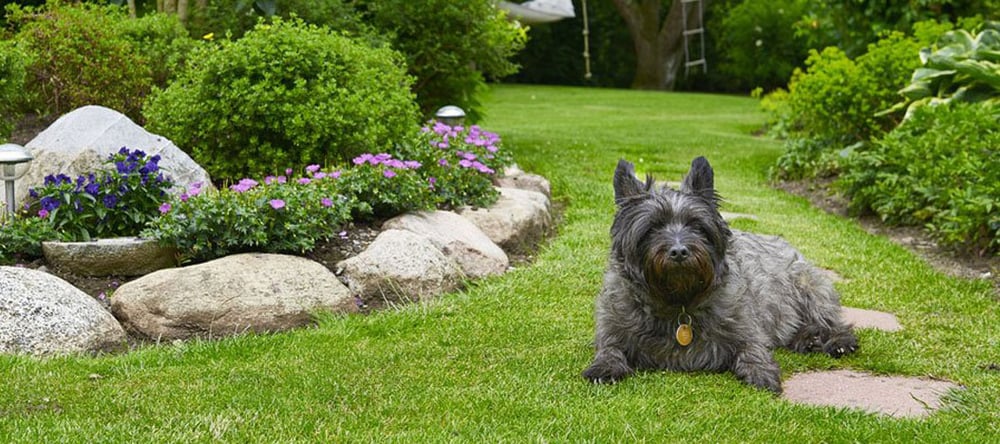 small black terrier learning where he is allowed to poop in the yard