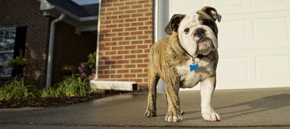 pets of invisible fence