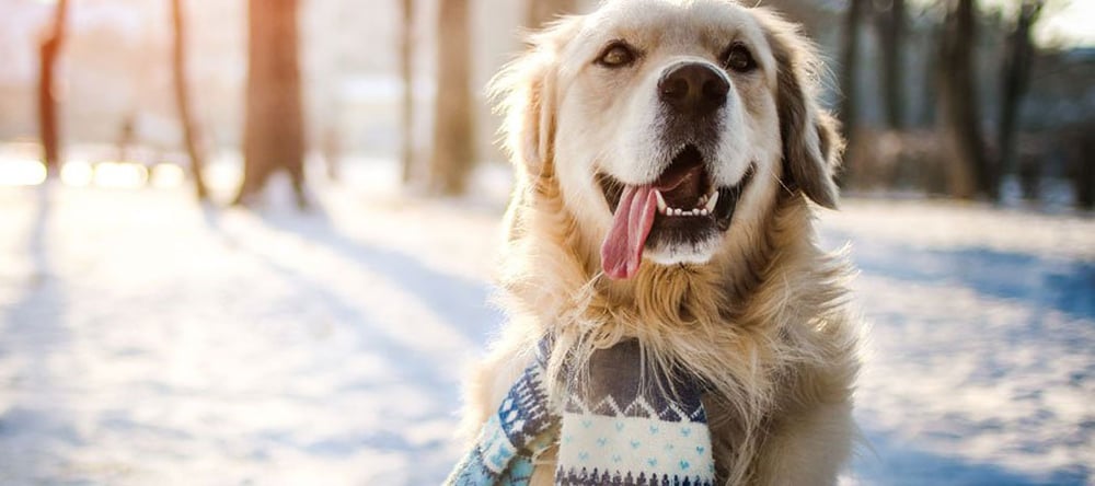 Wondering how to keep your dog safe with seasonal weather? Learn how to make your yard dog-friendly this winter with Invisible Fence® Brand Solutions.