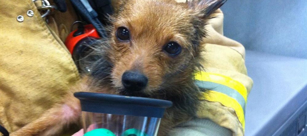 Project Breathe™ Program Saves Pet Lives in Albuquerque