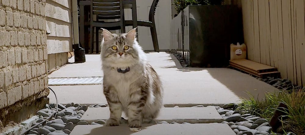 Invisible Fence® Brand Testimonial: Invisible Fence for a Cat Named Nacho