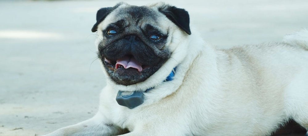 Pug staying safe with his Invisible Fence® Brand System