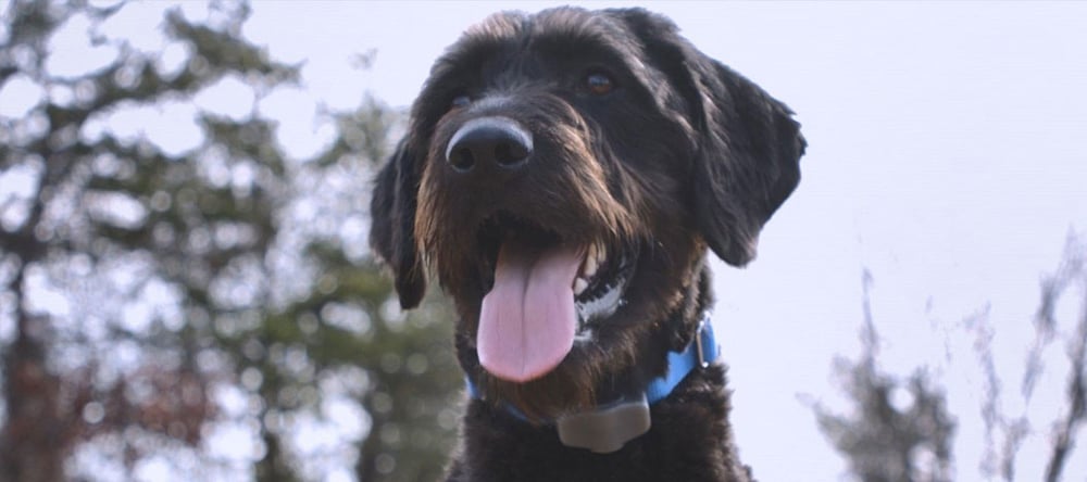 Considering an electric pet fence? Read this Invisible Fence® Brand Customer Review to learn how to train a Labradoodle to use Invisible Fence.