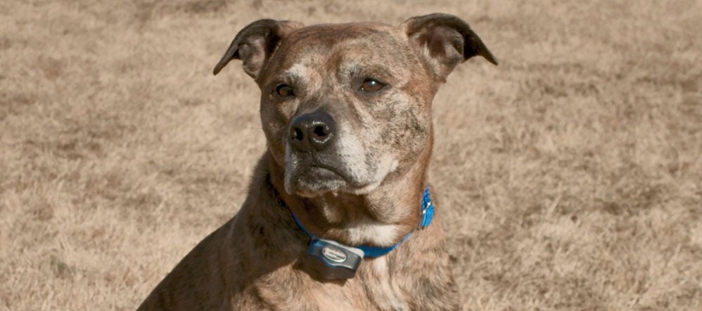 Pit Mixed Breed staying in yard with Invisible Fence® Brand Solutions