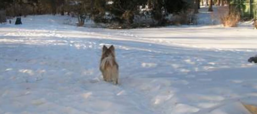 Corgi-chow mix outside in the yard with invisible fence