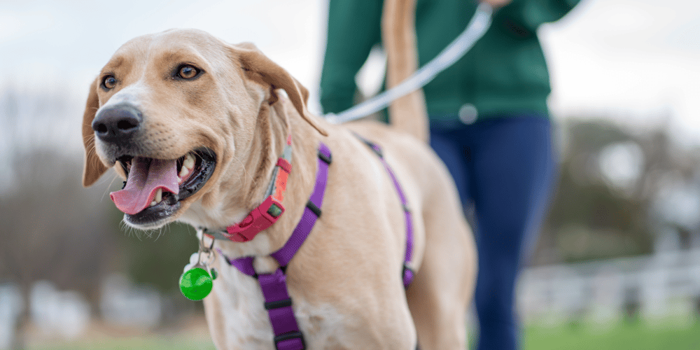 Tan dog with a red collar and purple harness pulling on a leash.