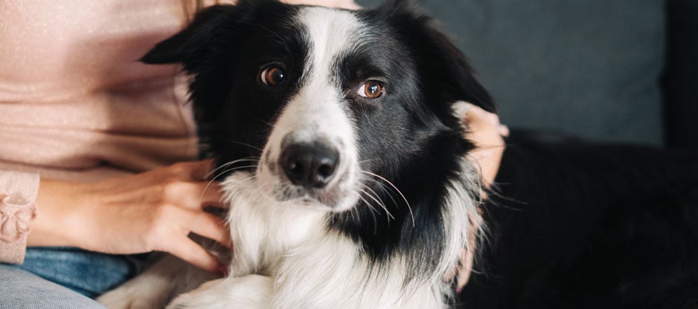 An Invisible Fence® Brand dog sitting with its owner