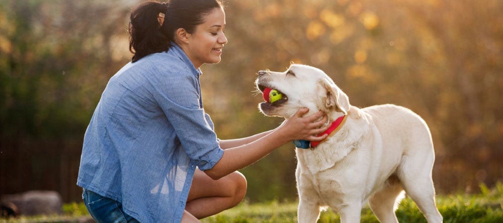dog playing outside while being protected by Invisible Fence® Brand fencing system