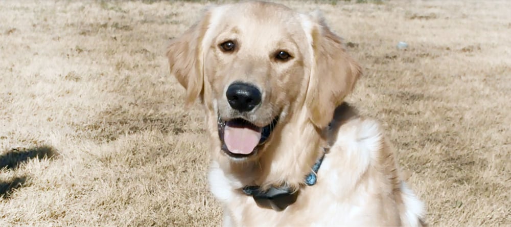 Golden Retriever using Invisible Fence® Brand