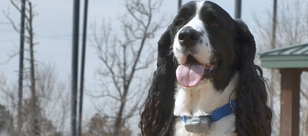 Considering an electric pet fence? Read this Invisible Fence® Brand Customer Review to learn how to train an English Springer Spaniel to use Invisible Fence.