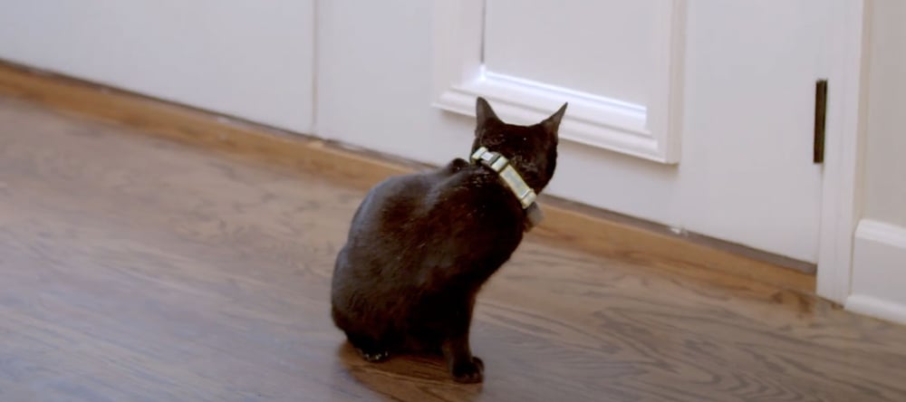 Cat Sitting Next to Dog Door Owners Keep Cat From Using the Dog Door