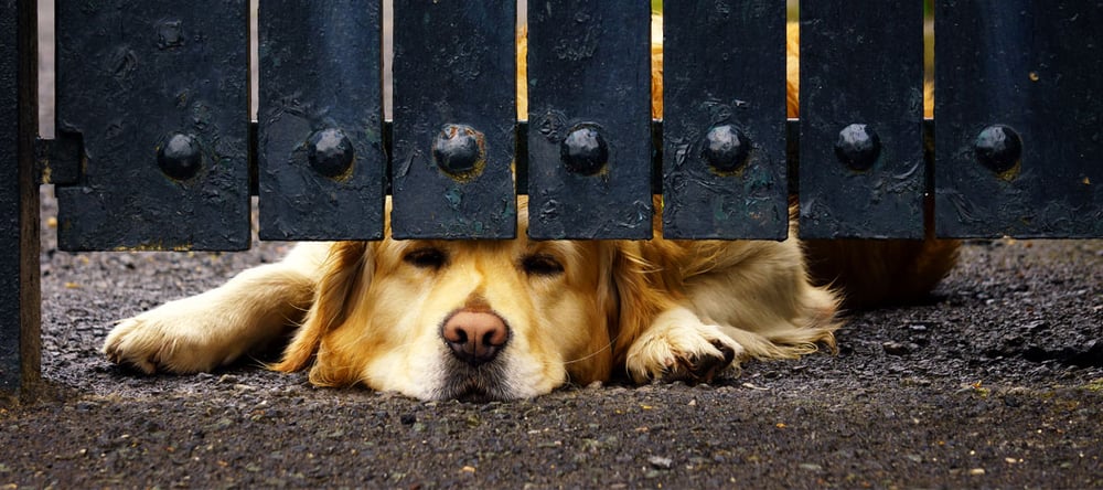 Golden Retriever Sitting Under Fence Not Digging Under Fence