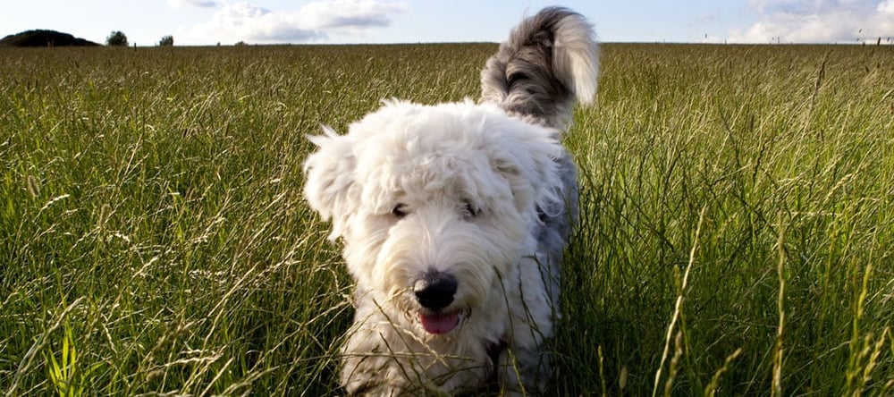 White dog not chasing after predators