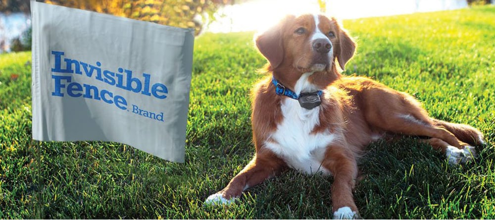 Dog using Invisible Fence Boundary Plus® Technology 