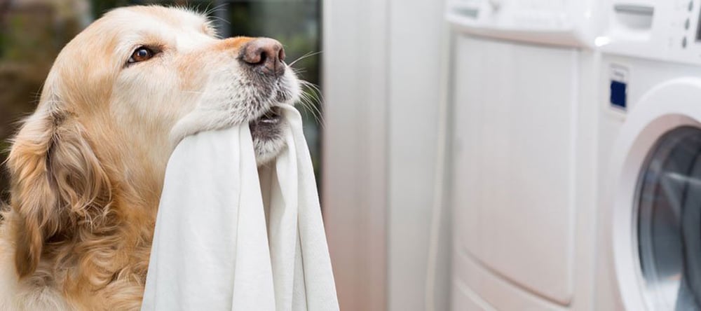 Invisible Fence® Brand Spring Cleaning Tips with Pets