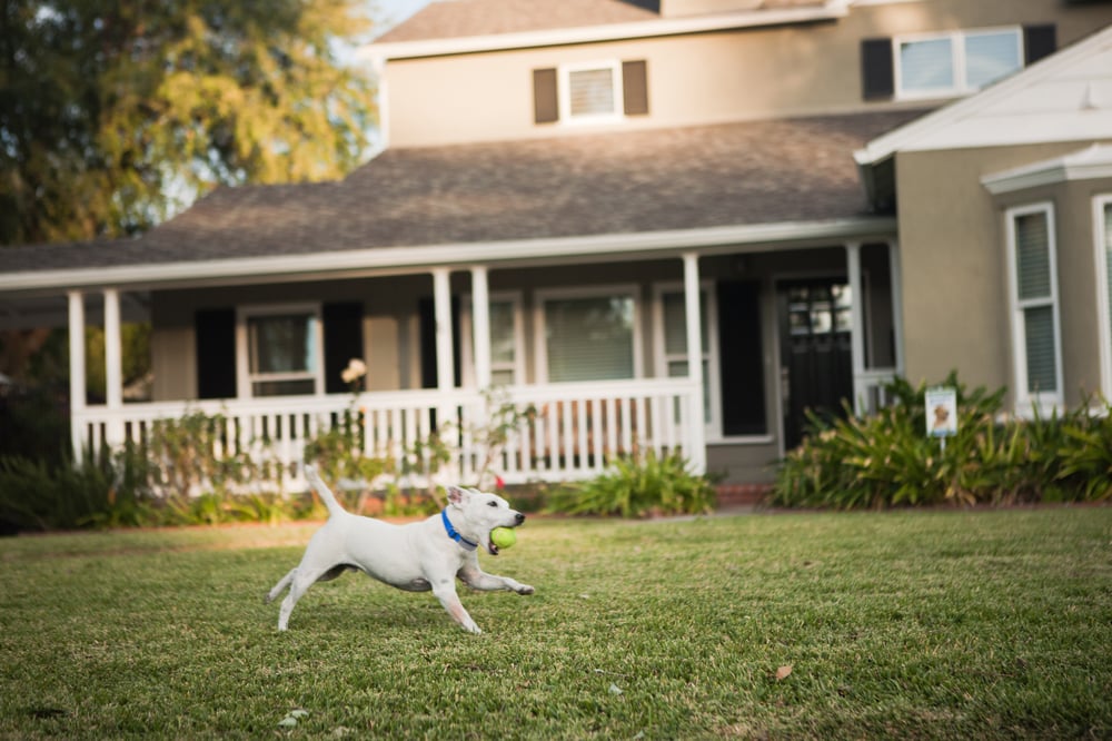 dog playing outside in front yard
