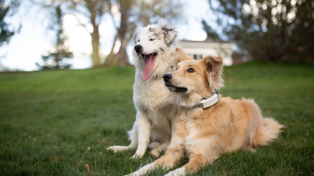 Multipet home using Invisible Fence Brand Fence which works with both cats and dogs