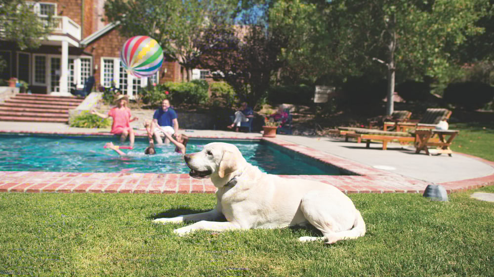 Worried about keeping your dog safe around your pool? Invisible Fence® Brand has created the perfect guide on how to keep your dog out of your pool.