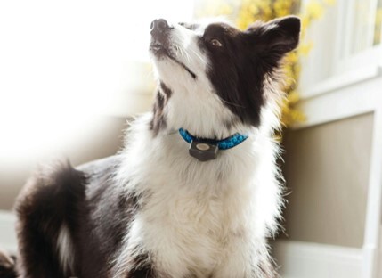 border collie dog