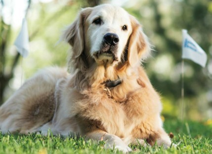 golden retriever dog