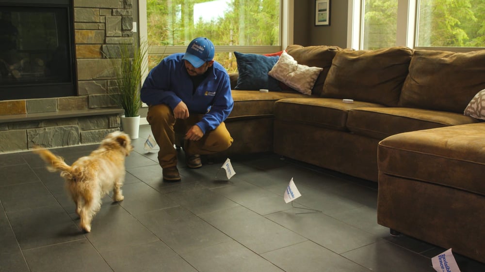 Invisible Fence Brand trainer training dog on indoor boundaries to stay off couch 