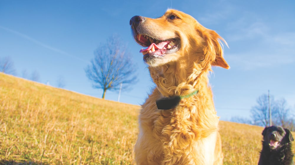 Dogs using wireless dog fence for large acreage