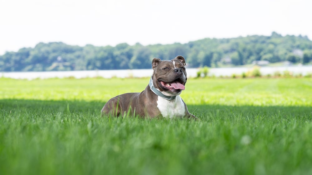 Pit Bull mix using Invisible Fence Brand collar for training